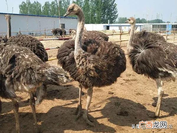 适合农村的小型养殖 中国养牛养殖网