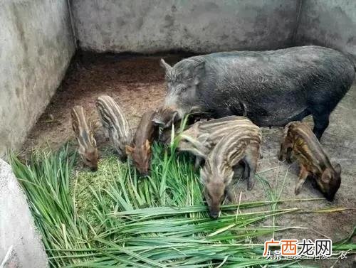 适合农村的小型养殖 中国养牛养殖网