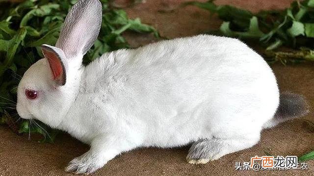 适合农村的小型养殖 中国养牛养殖网