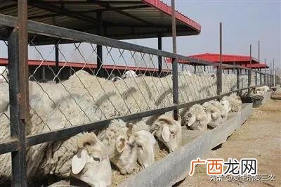 适合农村的小型养殖 中国养牛养殖网