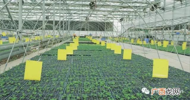基本农田建大棚申请书 建蔬菜大棚要到哪申请