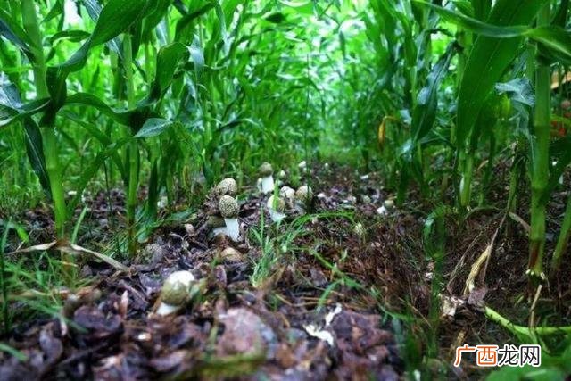 秋季种什么农作物赚钱,现在农田种什么农作物好-