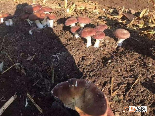 秋季种什么农作物赚钱,现在农田种什么农作物好-