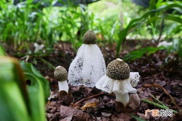 秋季种什么农作物赚钱,现在农田种什么农作物好-