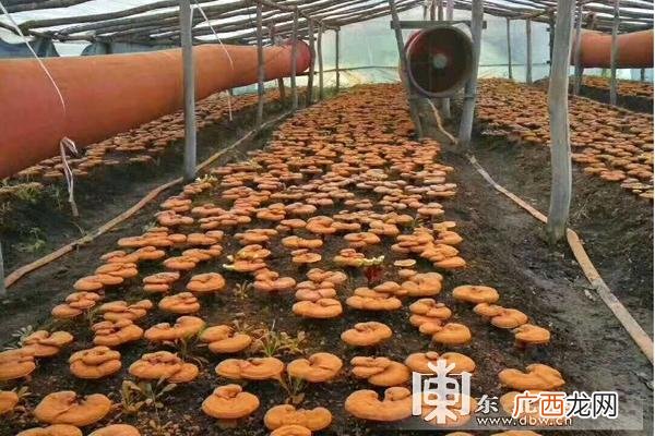 灵芝人工种植成本利润 致富经种植灵芝