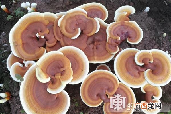 灵芝人工种植成本利润 致富经种植灵芝