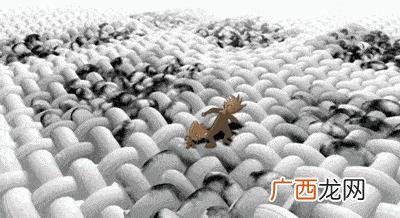 最新洗衣液配方,无患子洗衣液制作方法