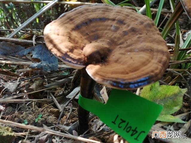 灵芝真假怎么辨别,野生灵芝与种植灵芝的区别图片