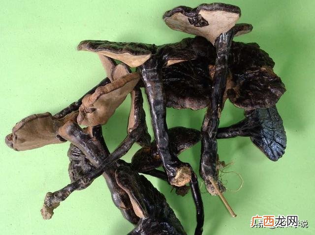灵芝真假怎么辨别,野生灵芝与种植灵芝的区别图片