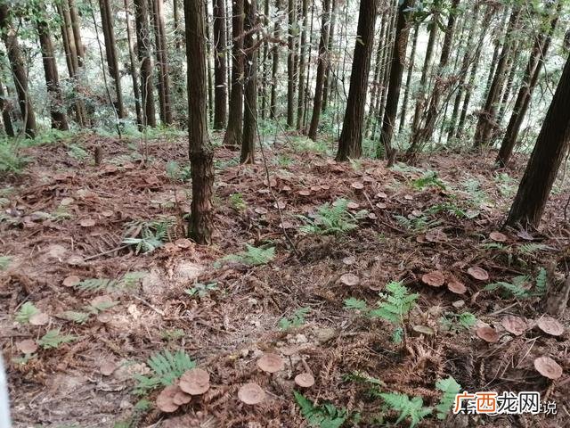 灵芝真假怎么辨别,野生灵芝与种植灵芝的区别图片