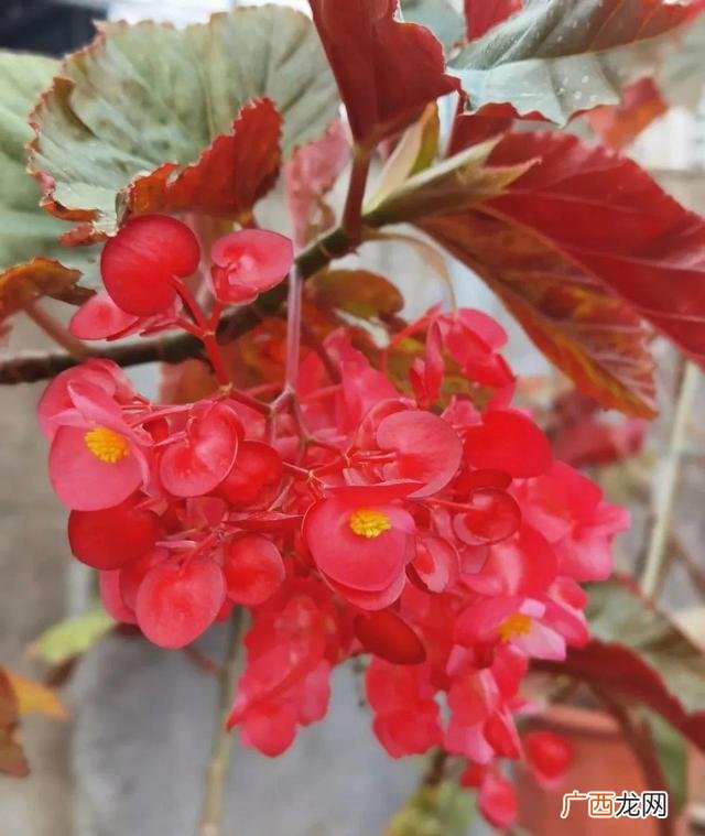 真好话app下载入口 花花贷款app下载