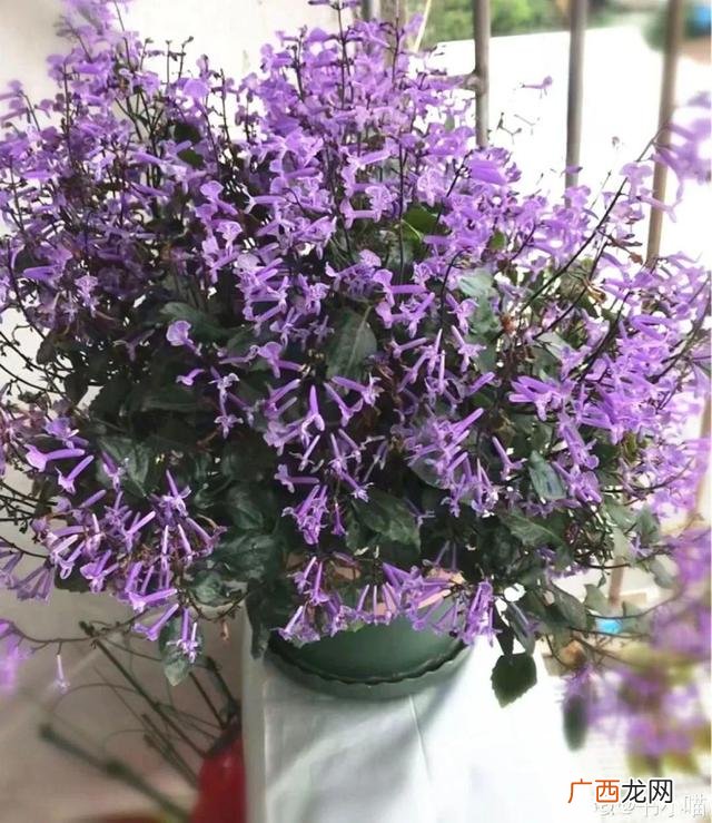 真好话app下载入口 花花贷款app下载