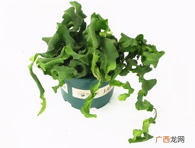 真好话app下载入口 花花贷款app下载