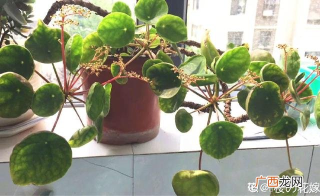 真好话app下载入口 花花贷款app下载