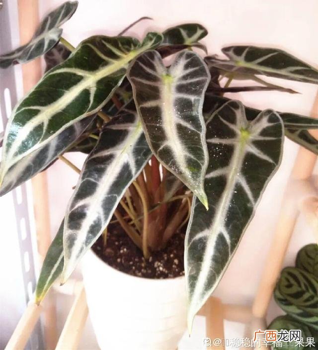 真好话app下载入口 花花贷款app下载
