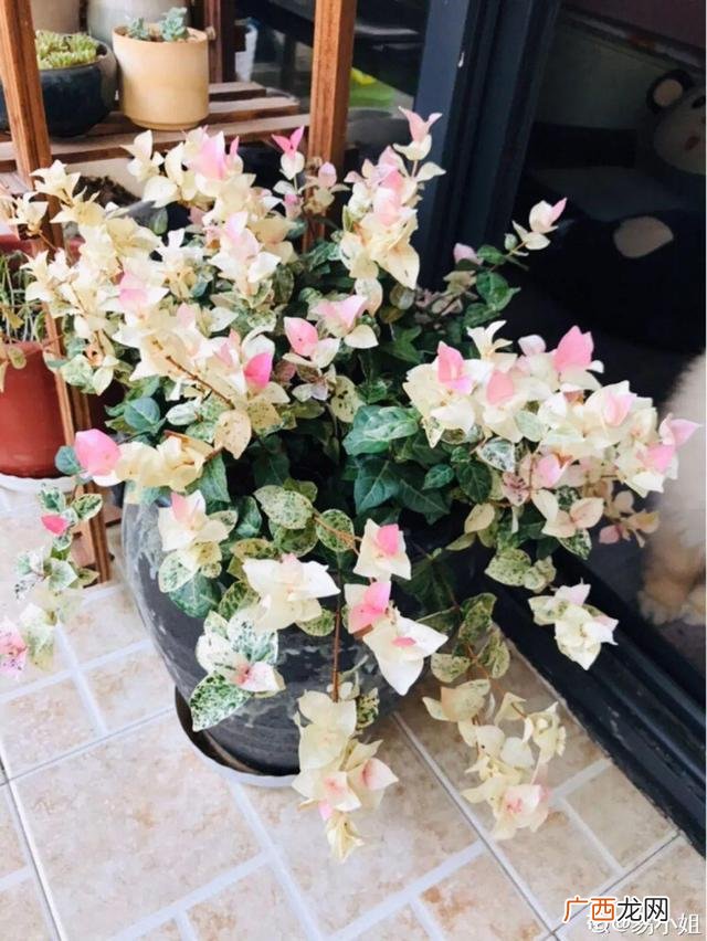 真好话app下载入口 花花贷款app下载