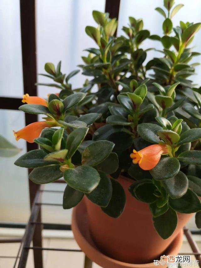 真好话app下载入口 花花贷款app下载