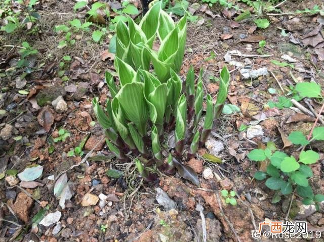 真好话app下载入口 花花贷款app下载