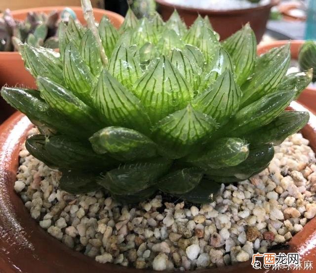 真好话app下载入口 花花贷款app下载
