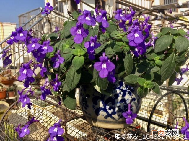 真好话app下载入口 花花贷款app下载