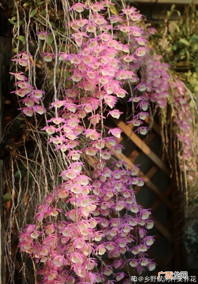 真好话app下载入口 花花贷款app下载