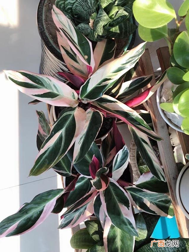 真好话app下载入口 花花贷款app下载