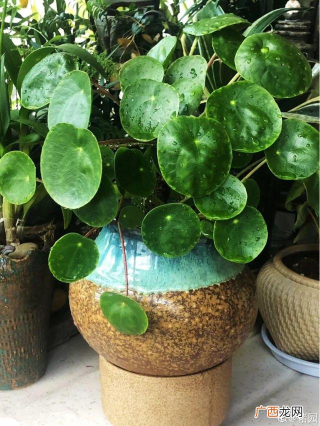 真好话app下载入口 花花贷款app下载