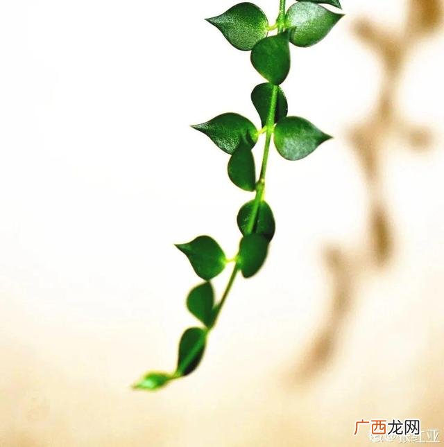 真好话app下载入口 花花贷款app下载