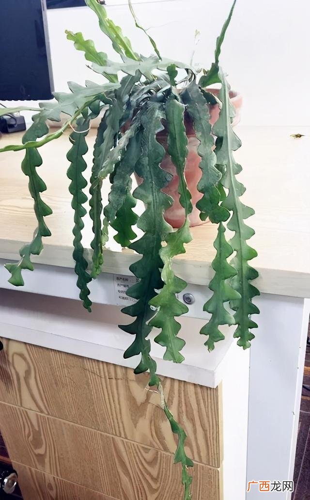 真好话app下载入口 花花贷款app下载