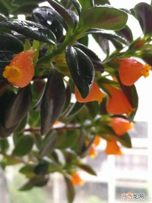 真好话app下载入口 花花贷款app下载