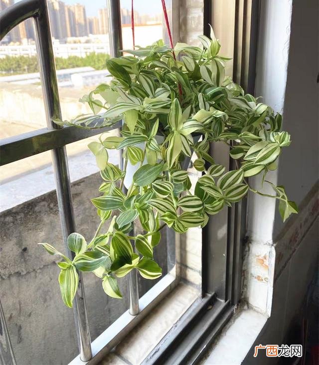 真好话app下载入口 花花贷款app下载