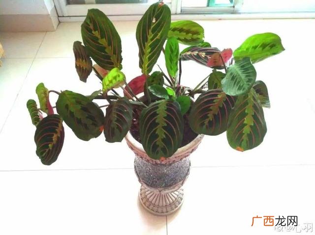 真好话app下载入口 花花贷款app下载