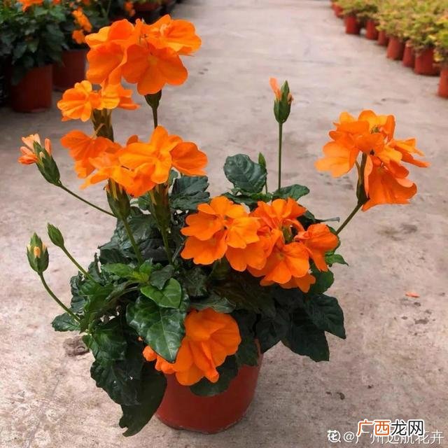 真好话app下载入口 花花贷款app下载