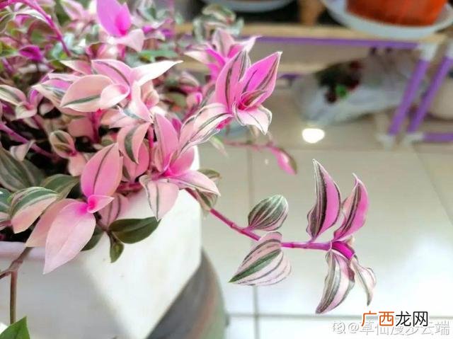 真好话app下载入口 花花贷款app下载