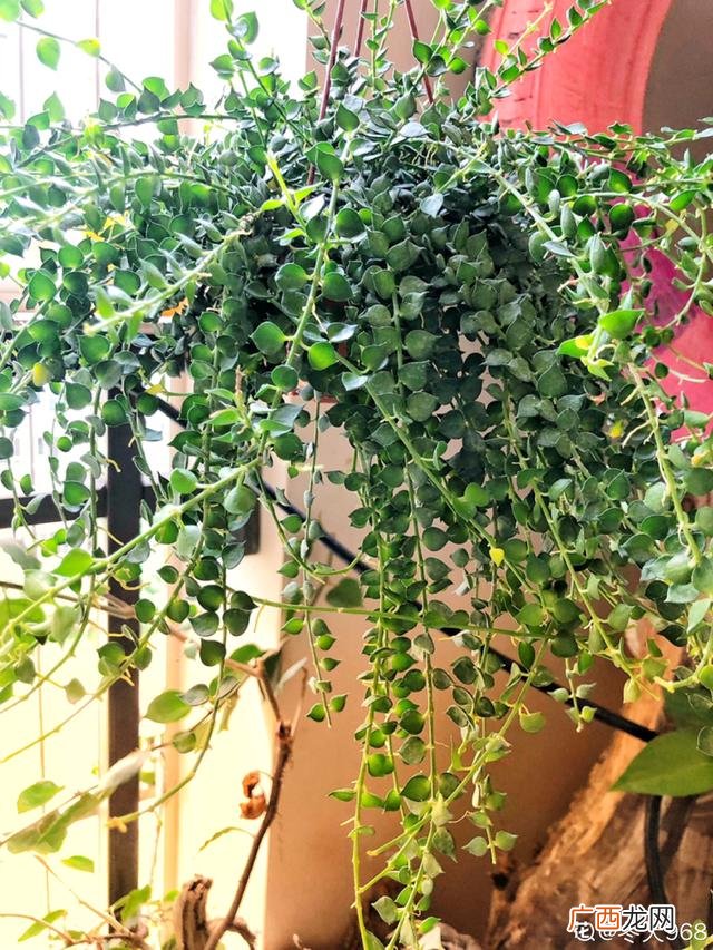 真好话app下载入口 花花贷款app下载