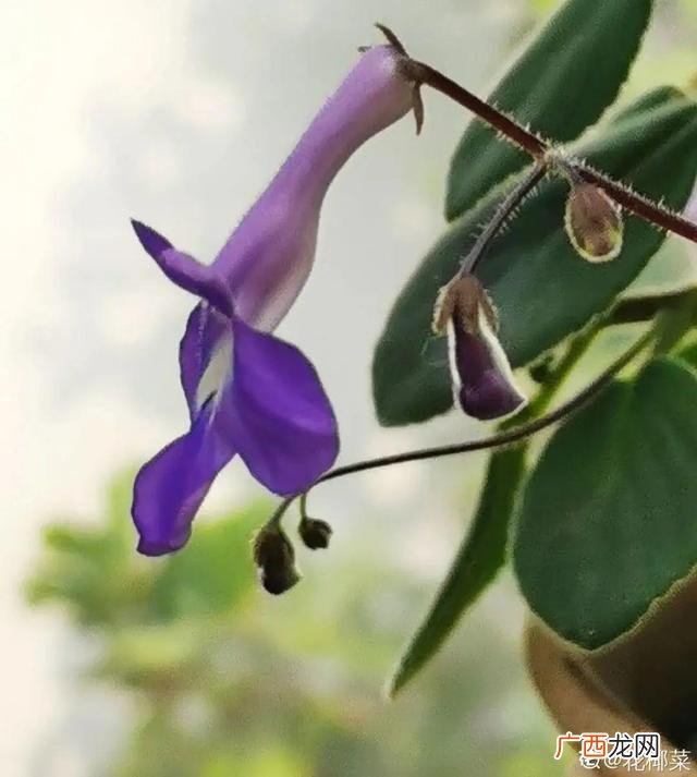 真好话app下载入口 花花贷款app下载
