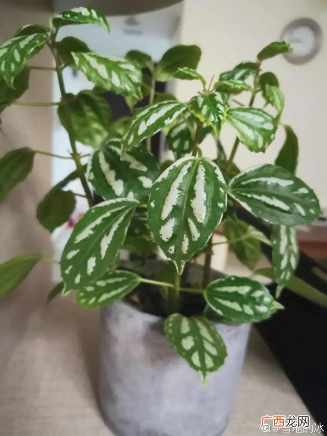 真好话app下载入口 花花贷款app下载