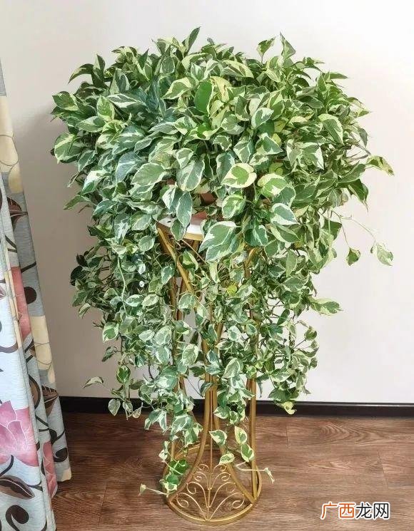 真好话app下载入口 花花贷款app下载