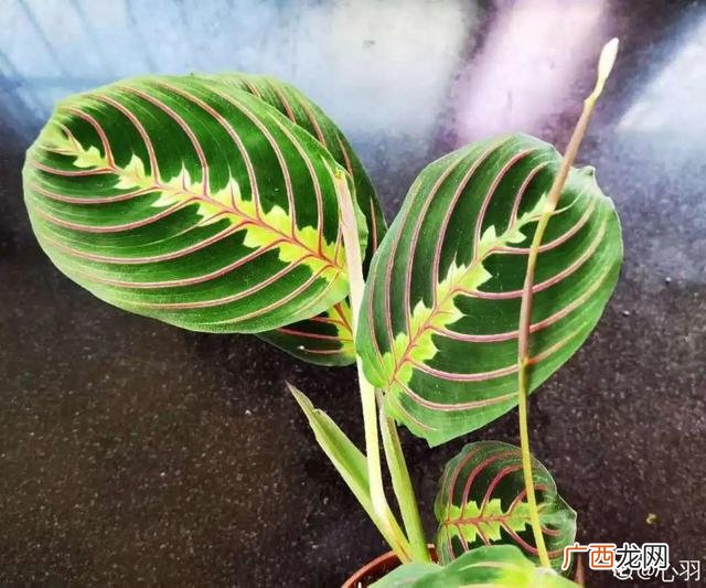 真好话app下载入口 花花贷款app下载