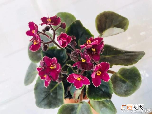 真好话app下载入口 花花贷款app下载