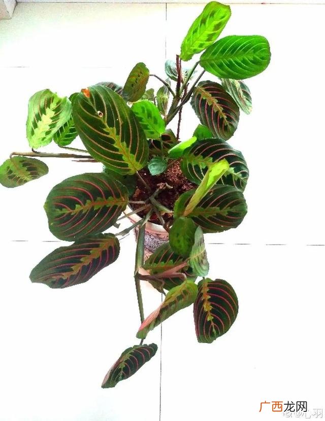 真好话app下载入口 花花贷款app下载