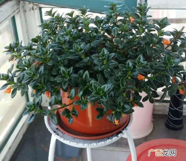 真好话app下载入口 花花贷款app下载