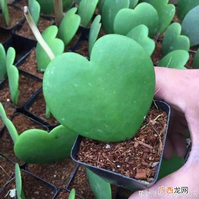 真好话app下载入口 花花贷款app下载