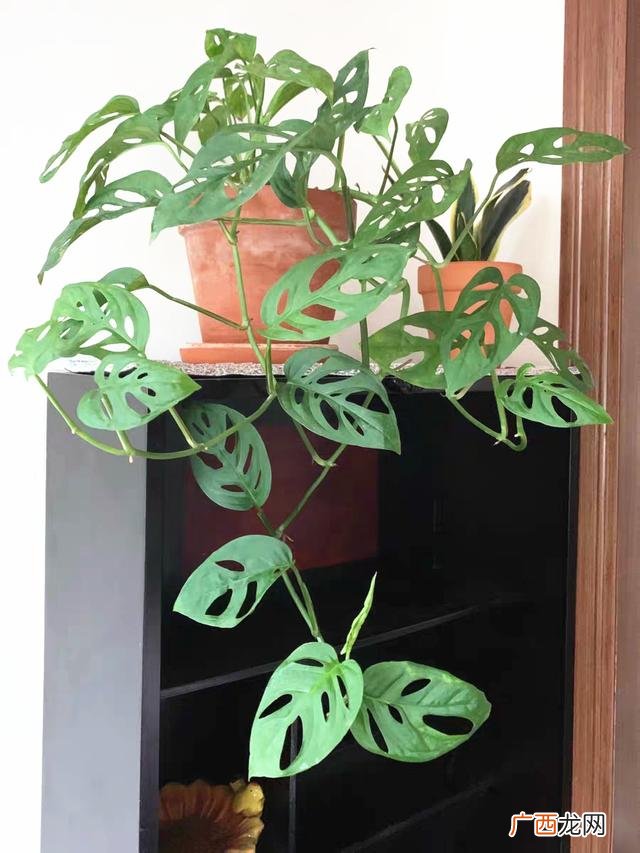 真好话app下载入口 花花贷款app下载