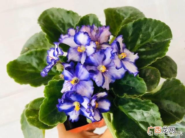 真好话app下载入口 花花贷款app下载
