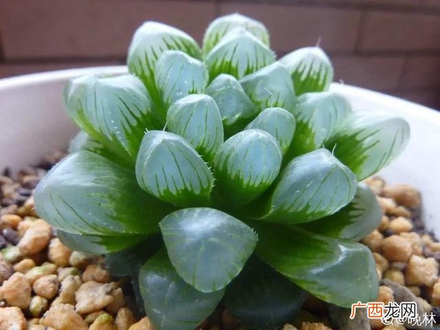 真好话app下载入口 花花贷款app下载