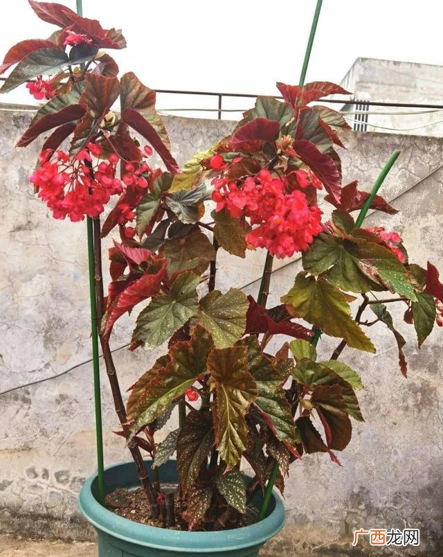 真好话app下载入口 花花贷款app下载