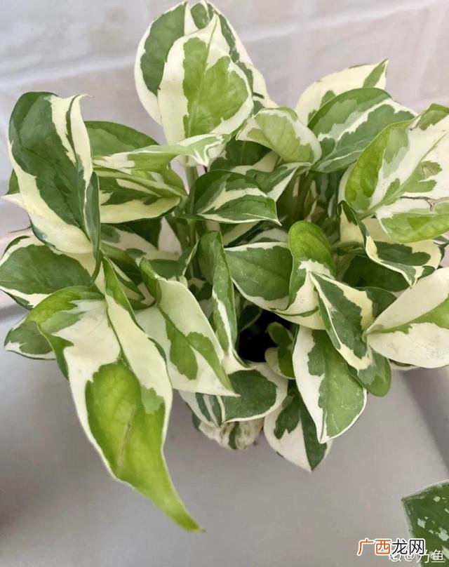 真好话app下载入口 花花贷款app下载