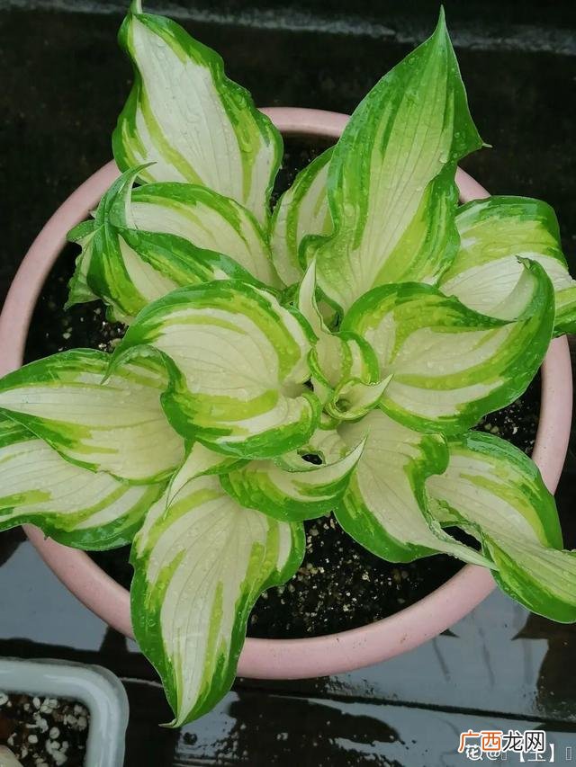 真好话app下载入口 花花贷款app下载