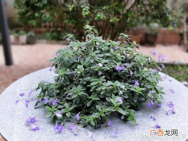 真好话app下载入口 花花贷款app下载
